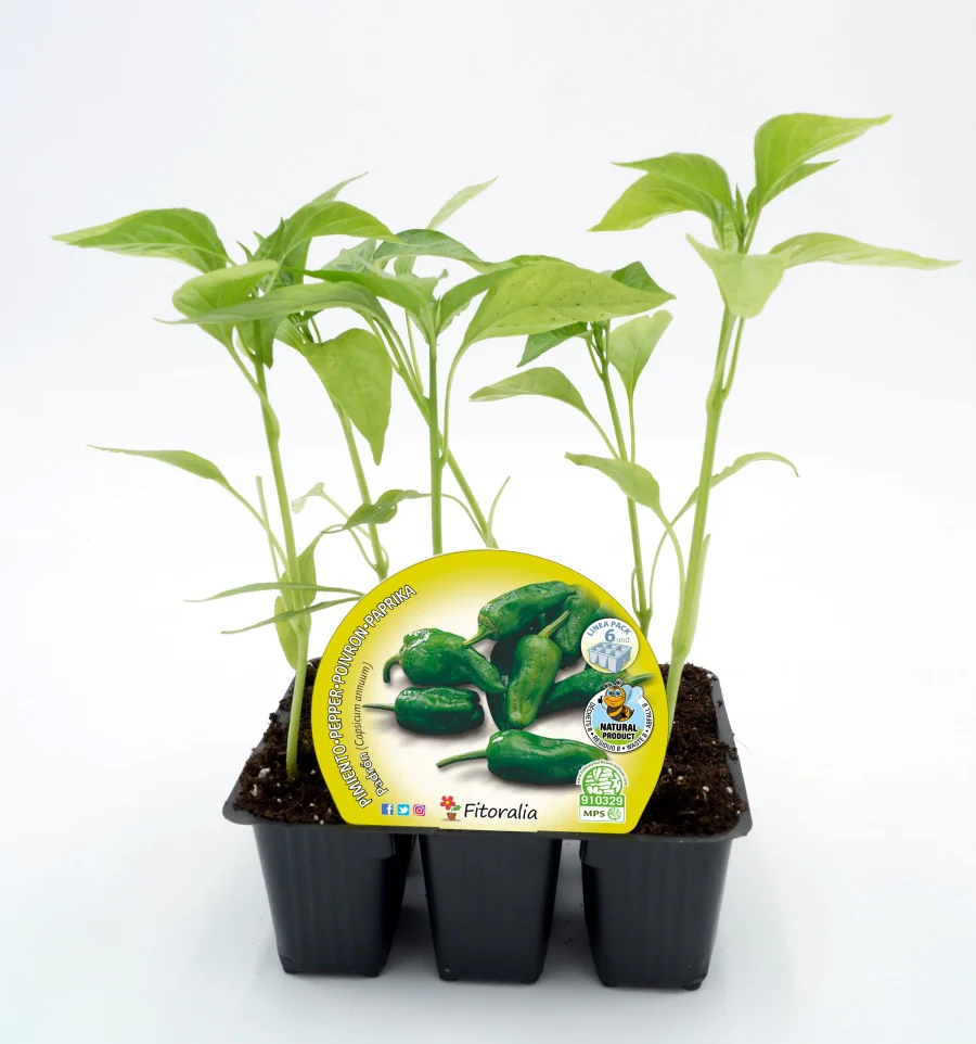 Pack Plantones Pimiento Padrón 6 Ud. Natural - Fitoralia