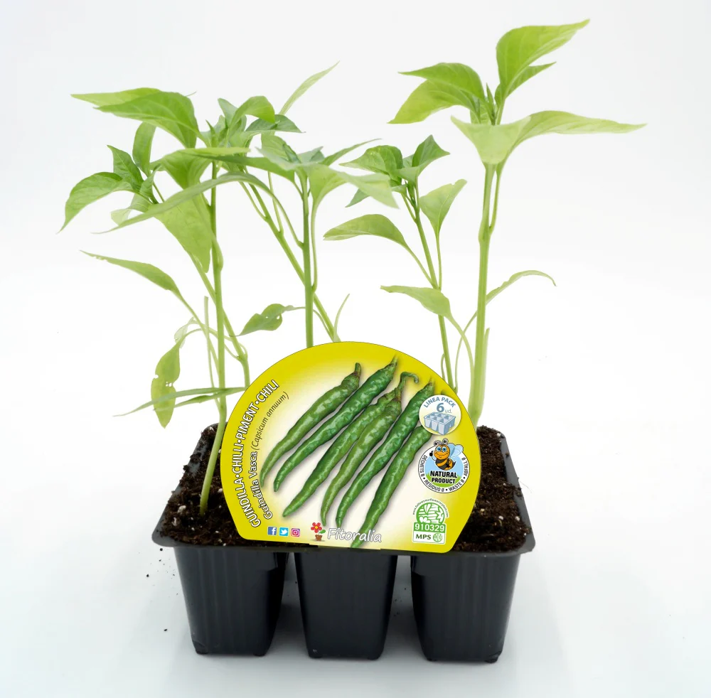 Pack Plantones Pimiento Picante Guindilla Vasca 6 Ud. Natural - Fitoralia
