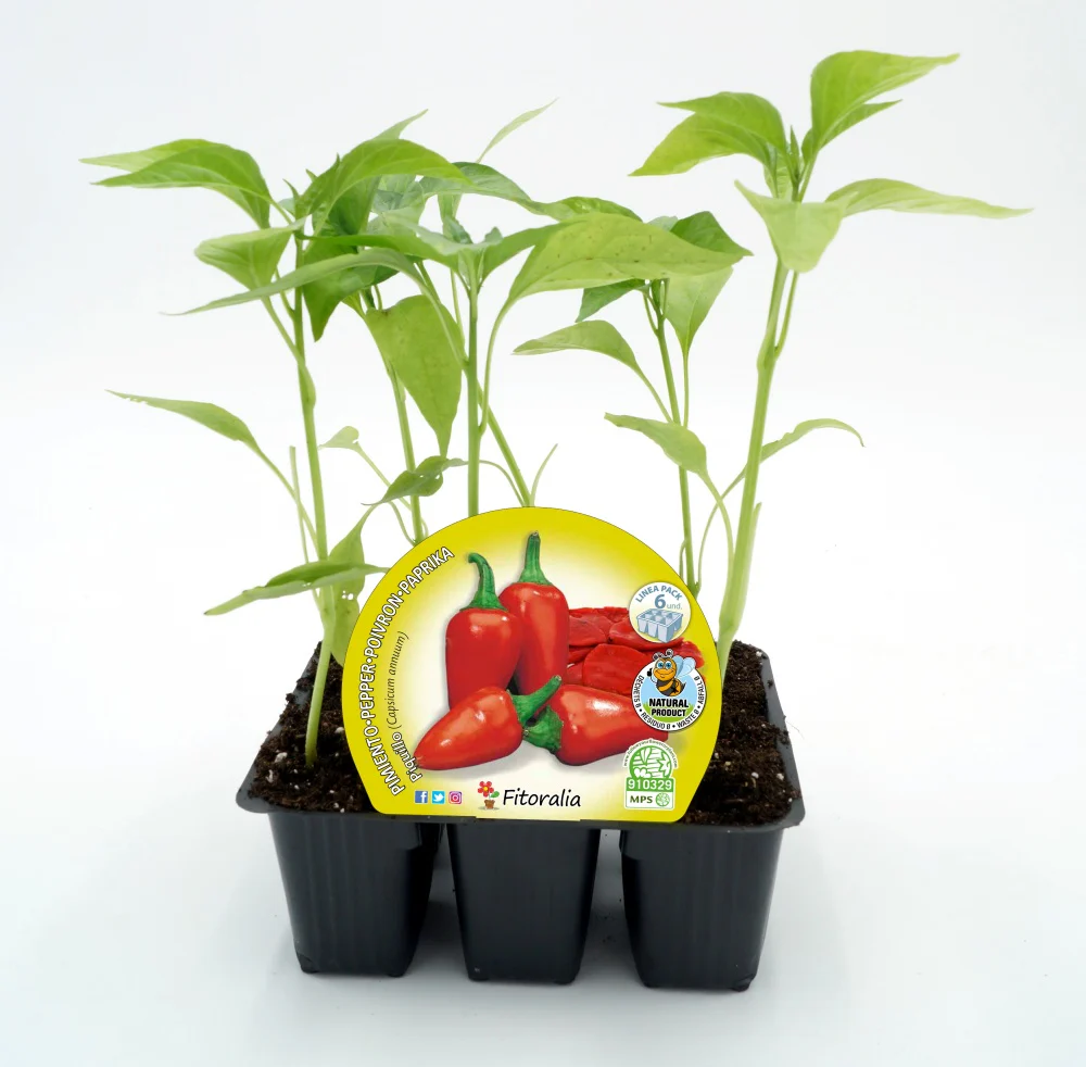 Pack Plantones Pimiento Piquillo 6 Ud. Natural - Fitoralia