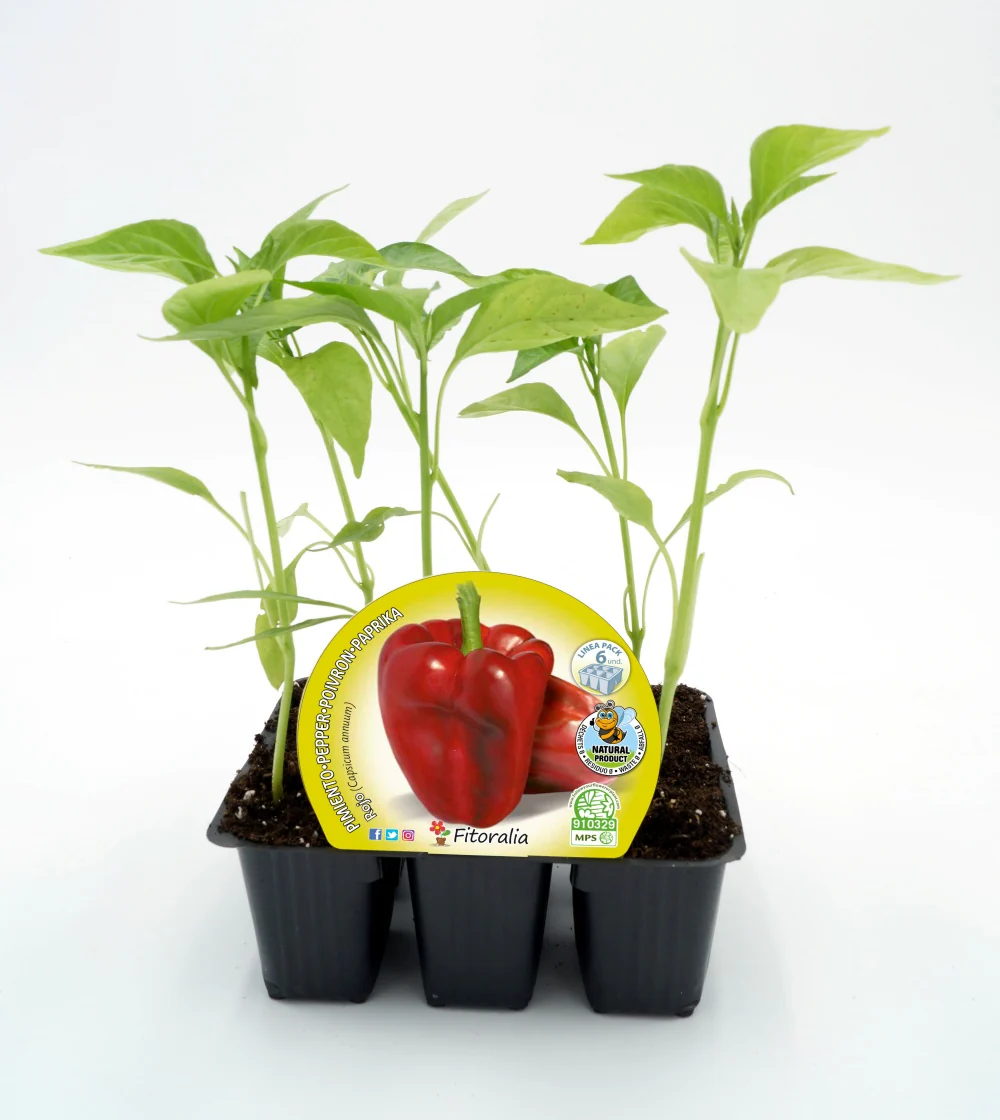 Pack Plantones Pimiento Rojo 6 Ud.  Natural - Fitoralia