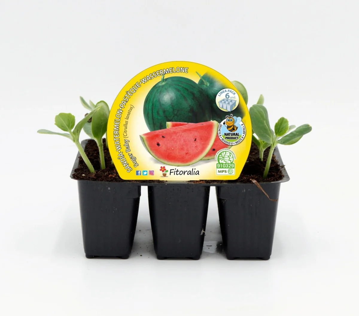 Pack plantones sandía Sugar Baby 6 ud. natural - Fitoralia
