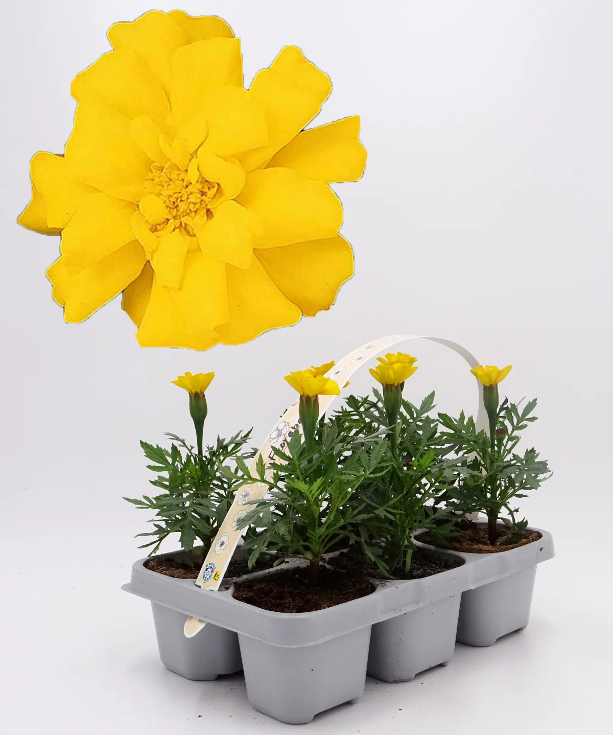 Pack Plantones Tagete Amarillo 6 Ud. Natural - Fitoralia