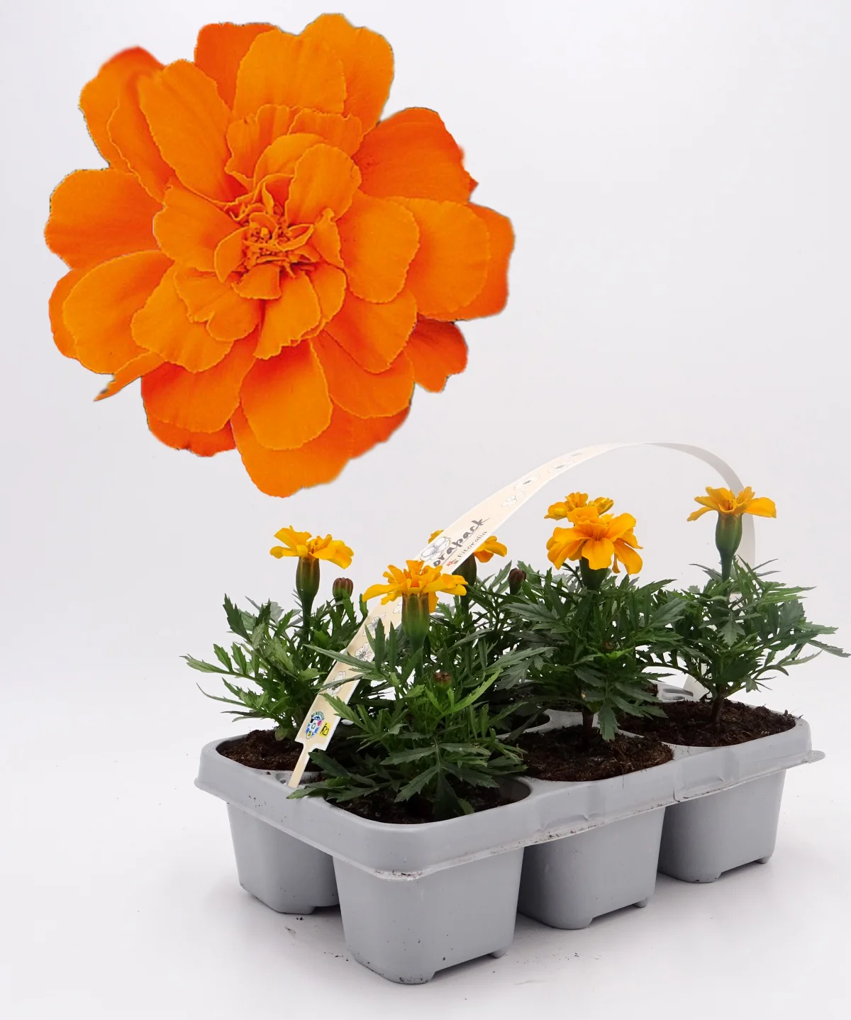 Pack Plantones Tagete Naranja 6 Ud. Natural - Fitoralia