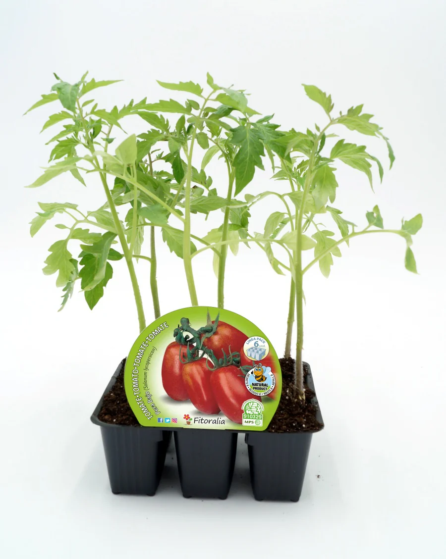 Pack Plantones Tomate De Pera Mata Baja 6 Ud. Natural - Fitoralia
