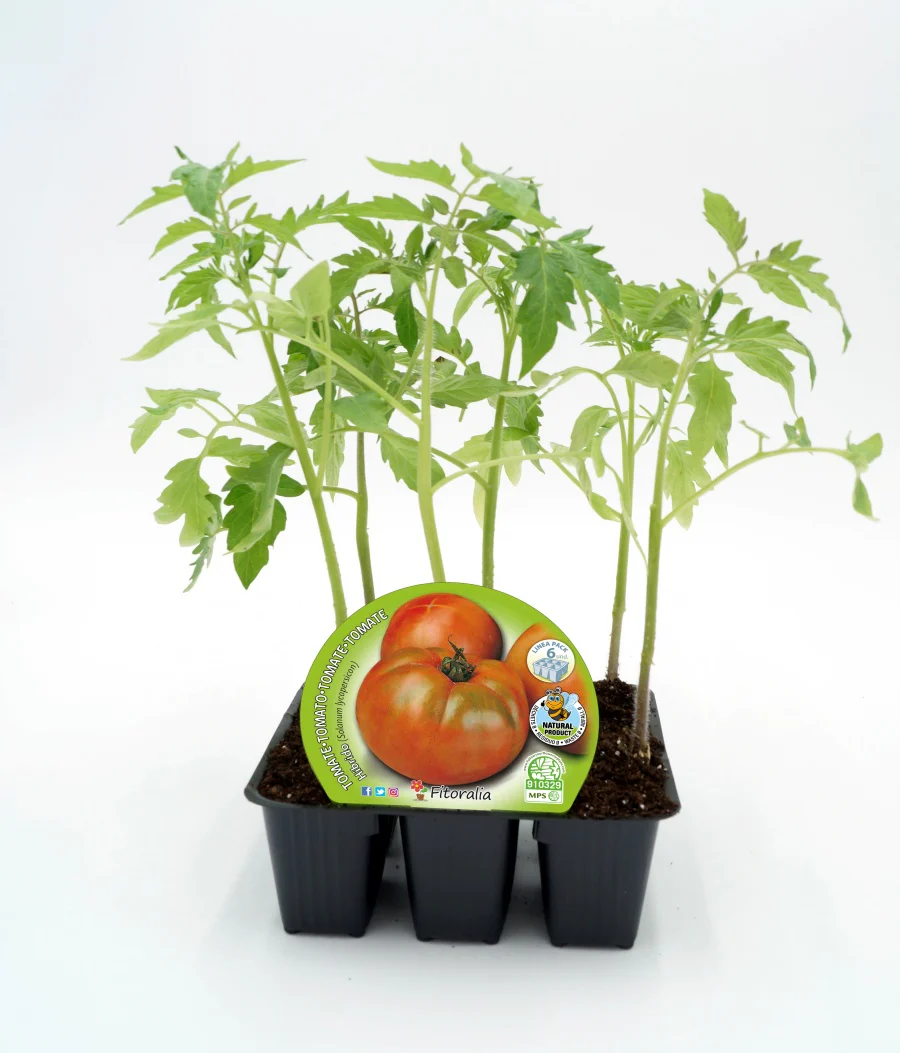 Pack Plantones Tomate Hibrido Para Ensalada 6 Ud. Natural - Fitoralia