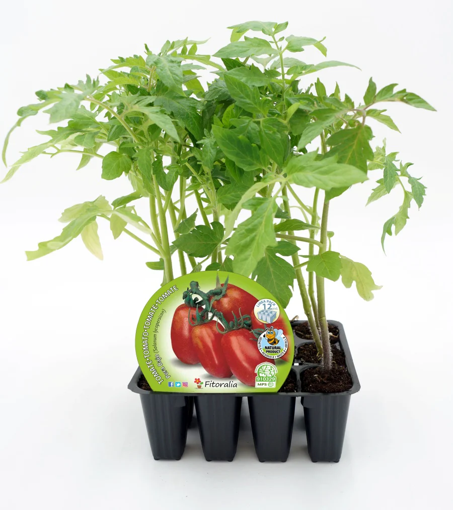 Pack Plantones Tomate Pera Mata Baja 12 Ud. Natural - Fitoralia