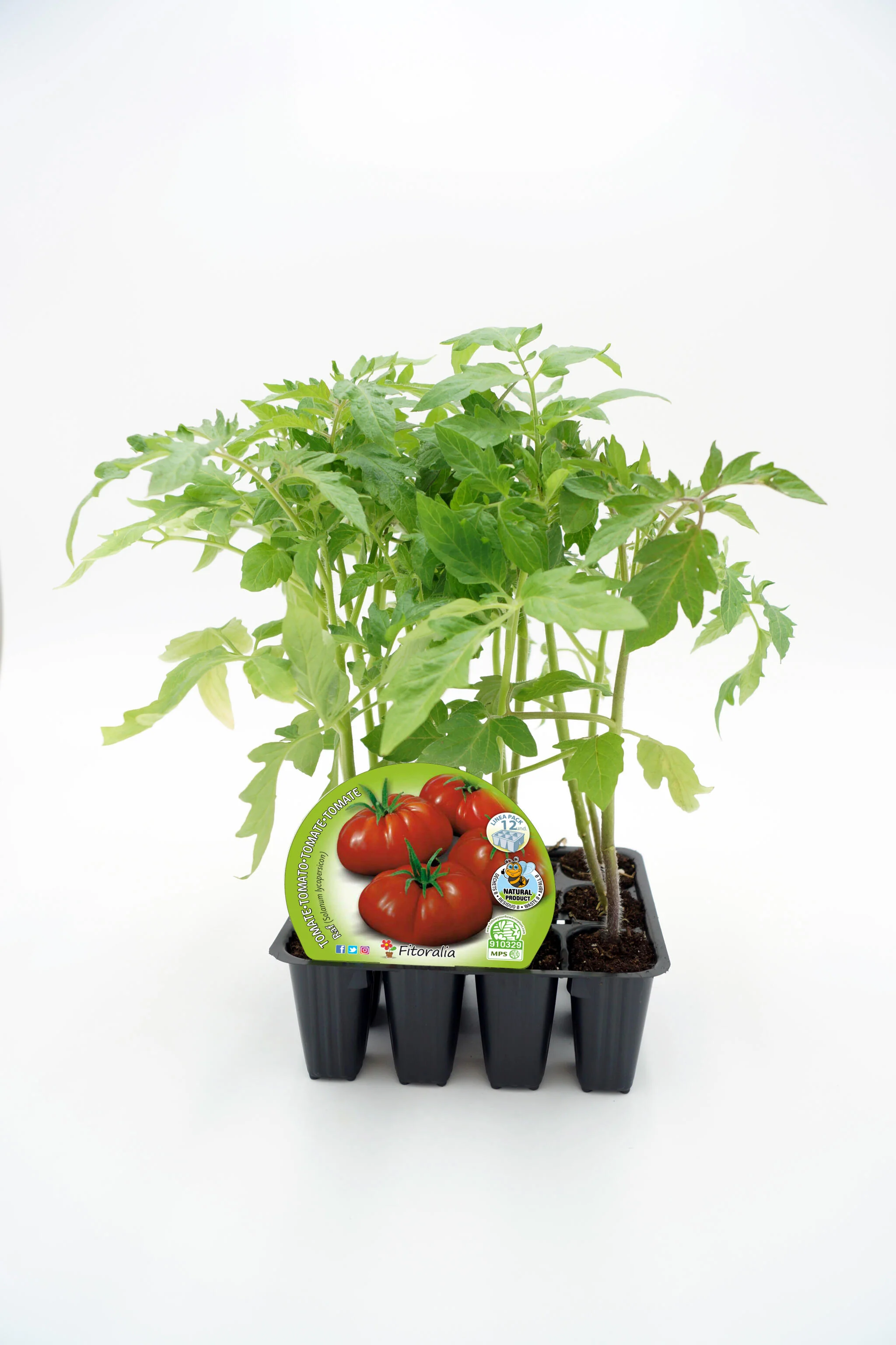 Pack Plantones Tomate Raf 12 Ud. Natural - Fitoralia