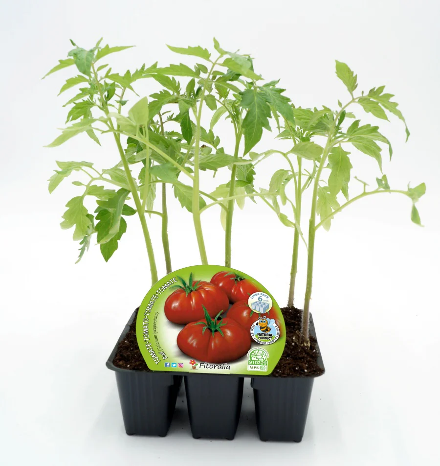 Pack Plantones Tomate Raf 6 Ud.  Natural - Fitoralia