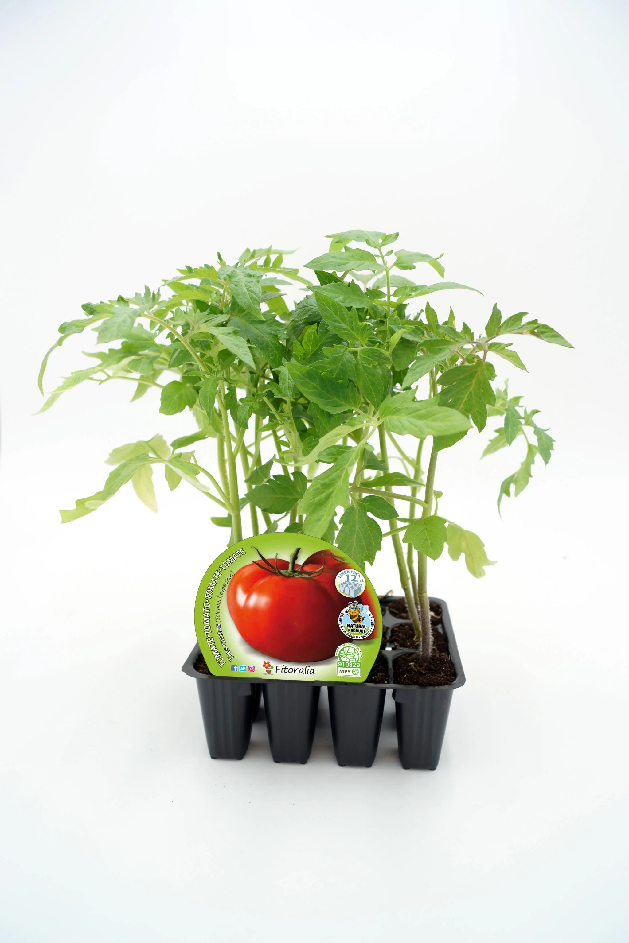 Pack Plantones Tomate Tres Cantos 12 Ud. Natural - Fitoralia