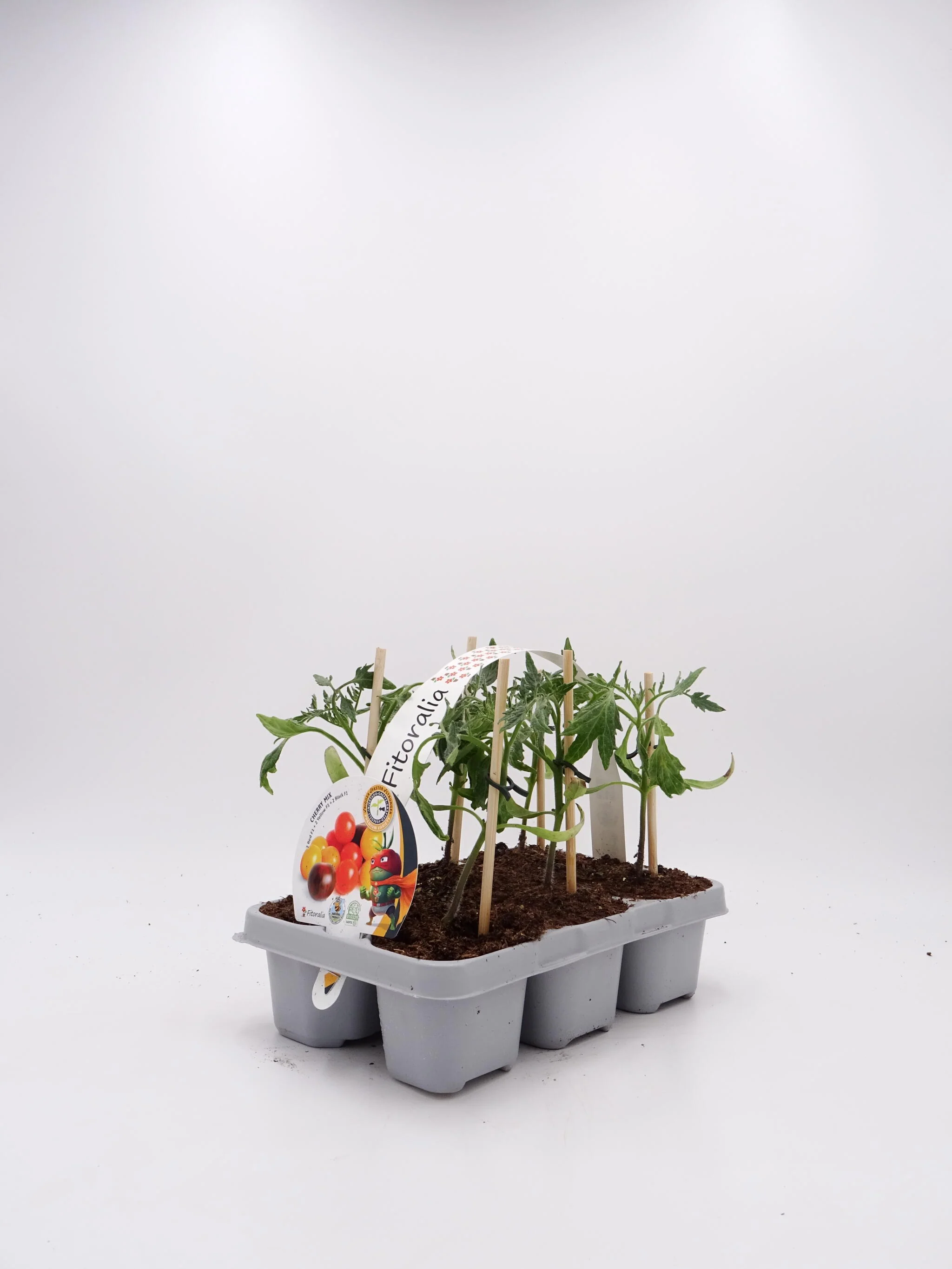 Pack Plantones Tomates Cherry Mix Injertados E Hibridos 6 Ud. Natural – Fitoralia