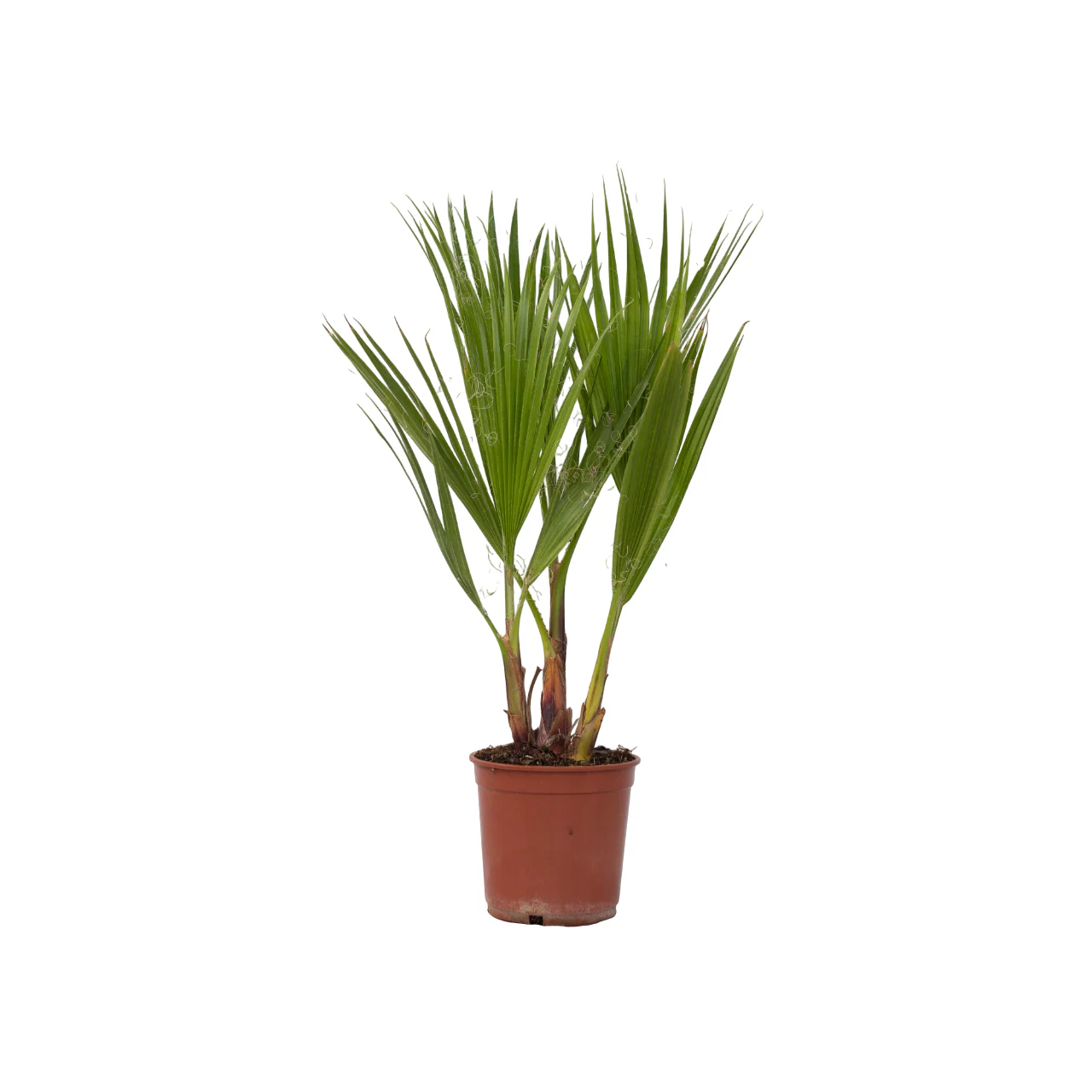 Palmera Mexicana - Washingtonia Robusta - Altura 50-60cm - ⌀15cm