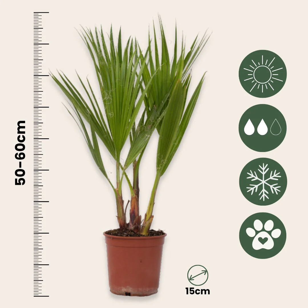 Palmera Mexicana - Washingtonia Robusta - Altura 50-60cm - ⌀15cm - Image 3