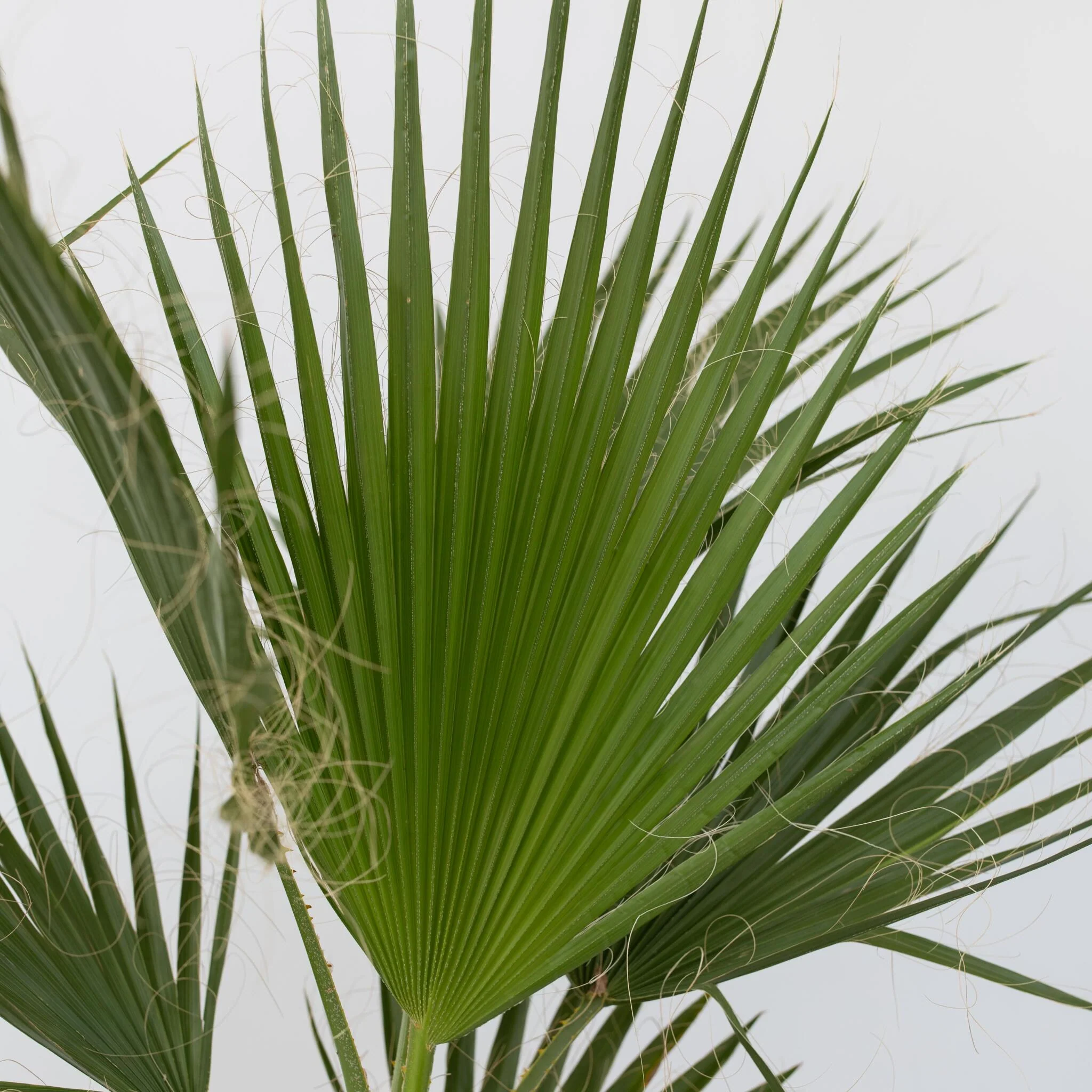 Palmera Mexicana - Washingtonia Robusta - Altura 50-60cm - ⌀15cm - Image 4