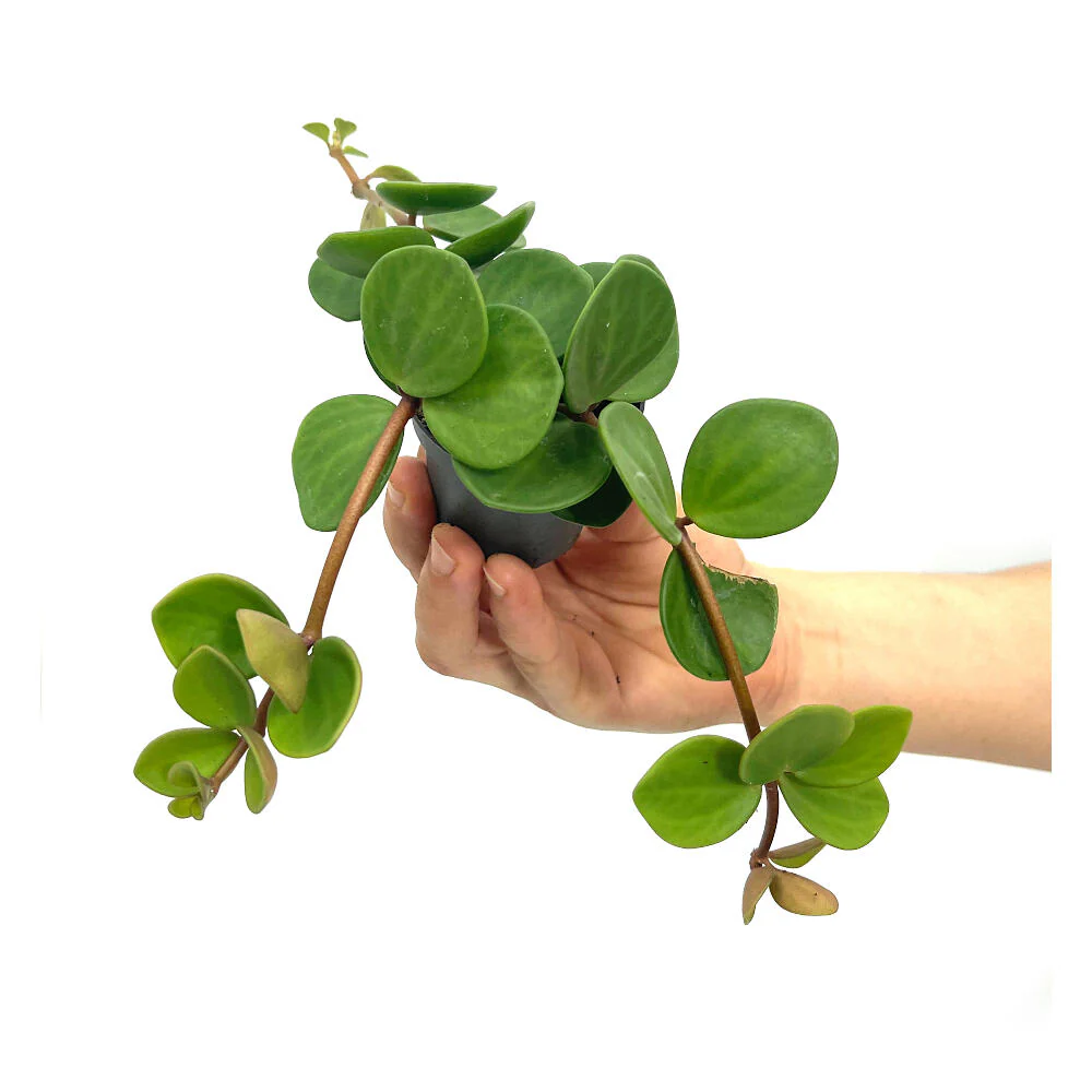 Peperomia Hope M6