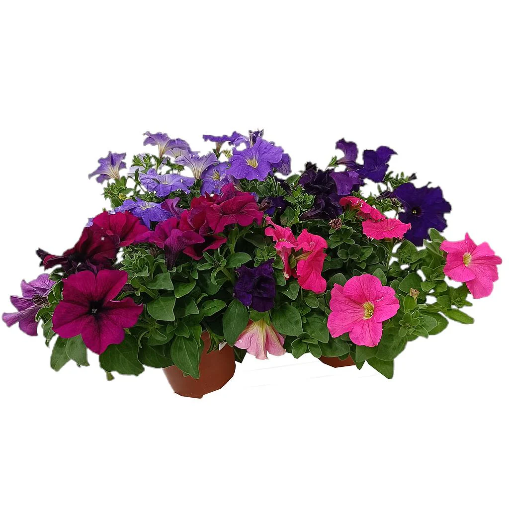 Petunia M13