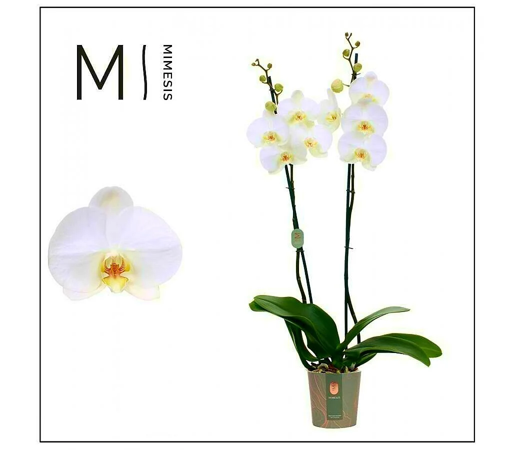 Phalaenopsis Blanca M12 70cm