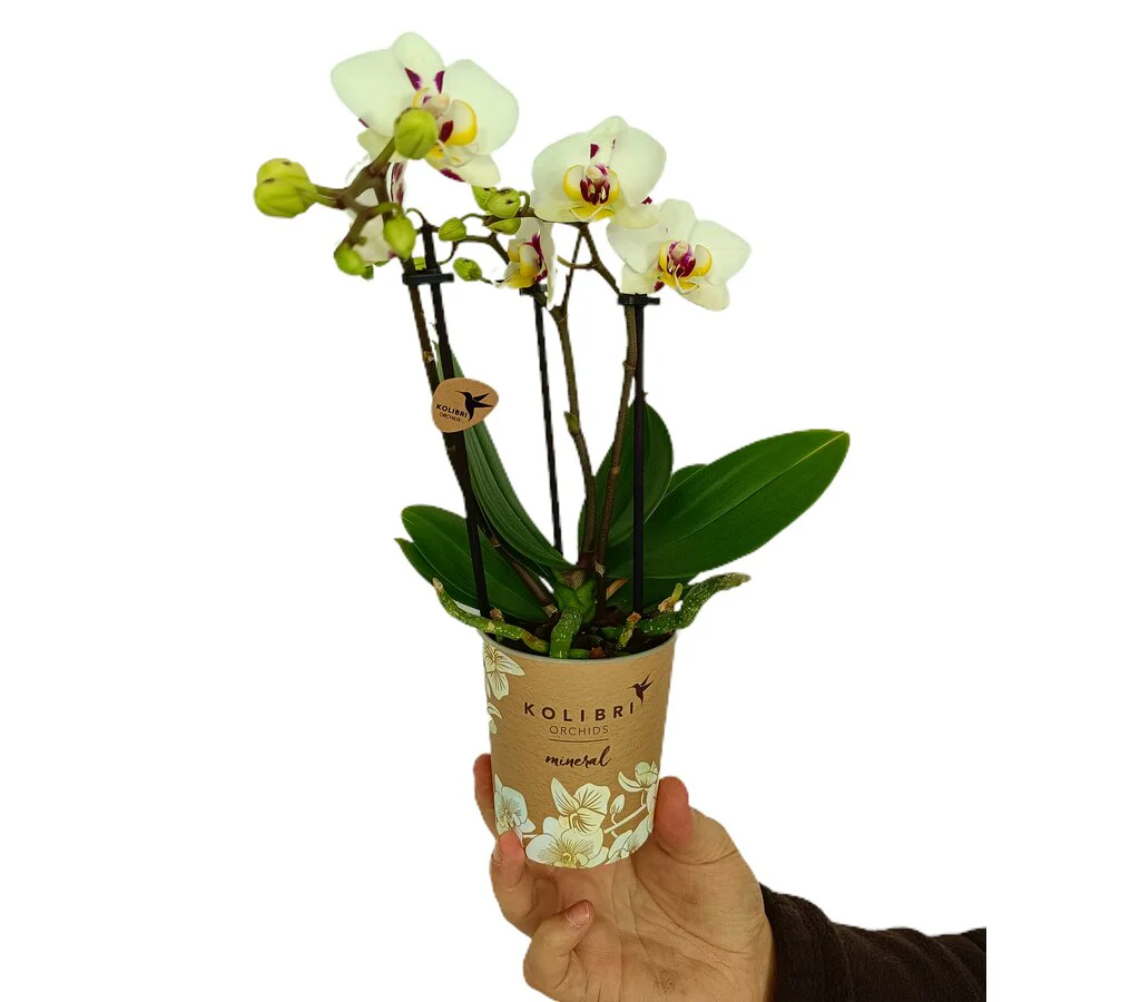 Phalaenopsis Multiflora M9 35cm - Image 2