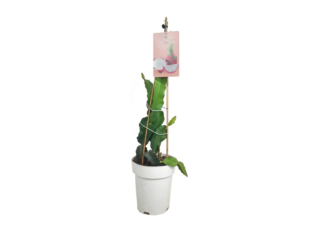 Pitaya Blanca M23 60-80cm