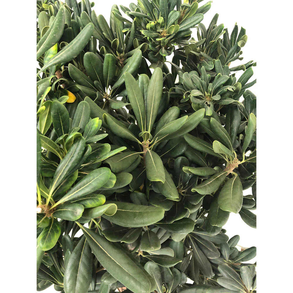 Pittosporum Tobira M19 60cm - Image 2