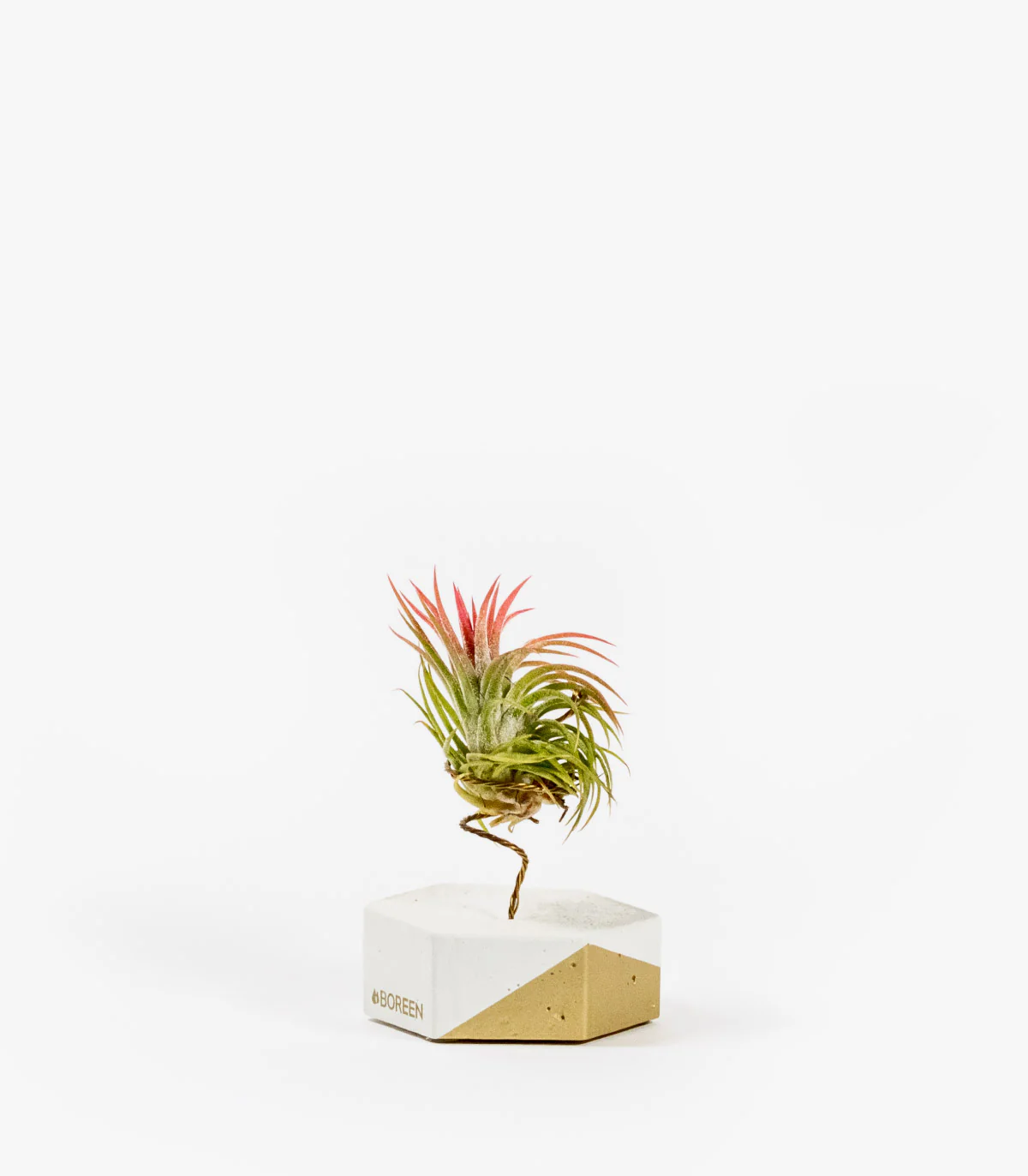 Planta De Aire Tillandsia Ionantha Con Hexágono De Cemento Y Esquina Dorada
