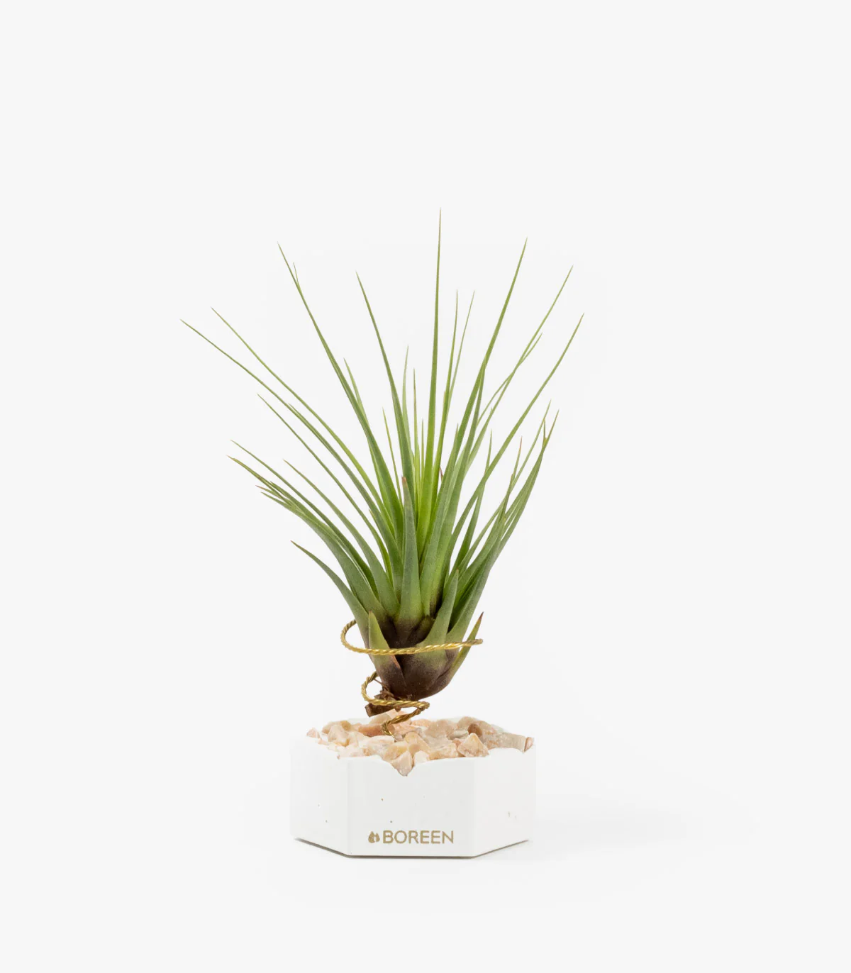 Planta De Aire Tillandsia Tricolor Con Hexágono De Cemento Y Piedras Rosadas