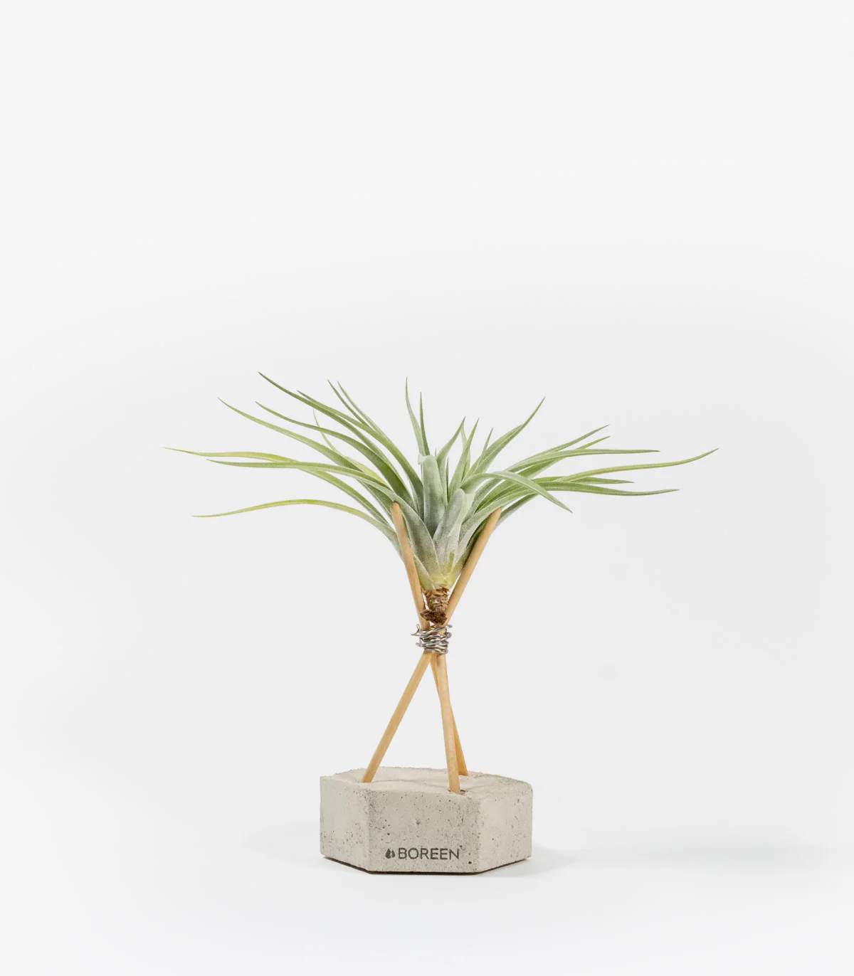 Planta De Aire Tillandsia Velickiana Con Hexágono De Hormigón Y Varillas De Madera