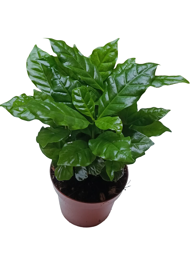 Planta De Cafe Arabica Para Interior Ø12 - 1 Unidad