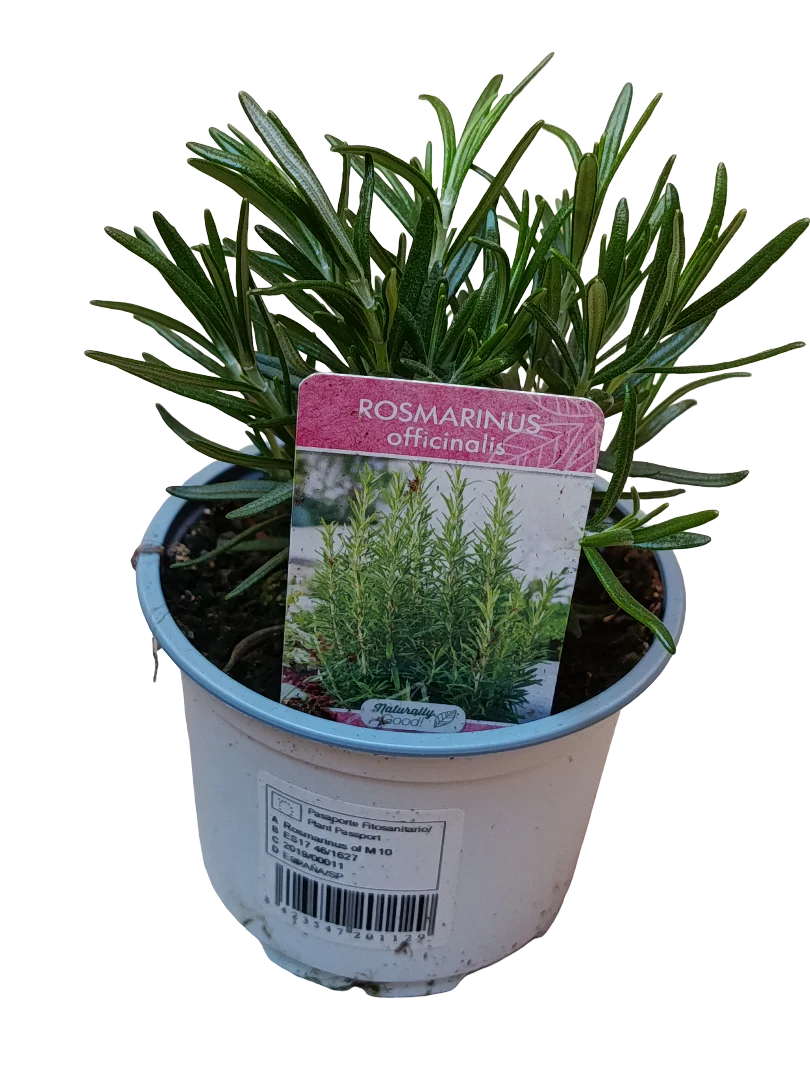 Planta De Romero Natural Aromática Ø10