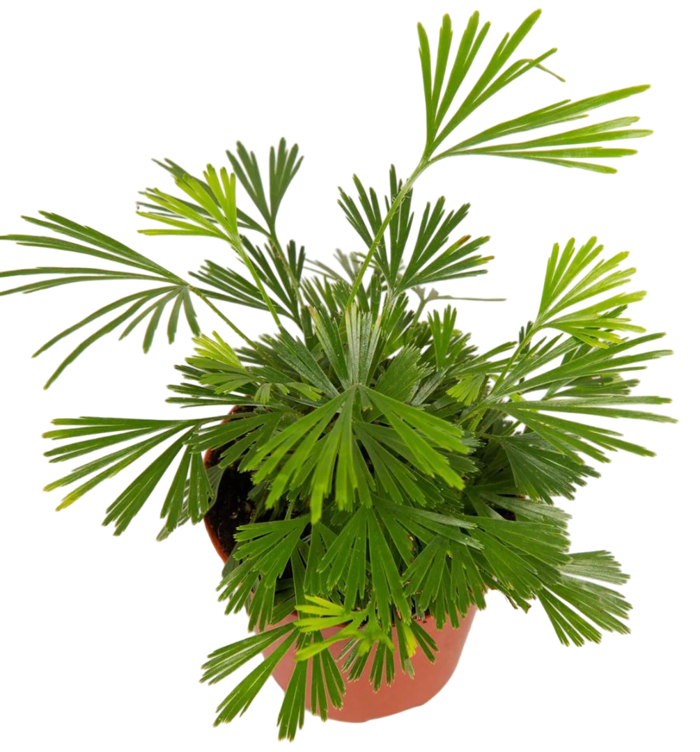 Planta Natural Actiniopteris Australis 1 Ud Ø 5.5 Alt. 10
