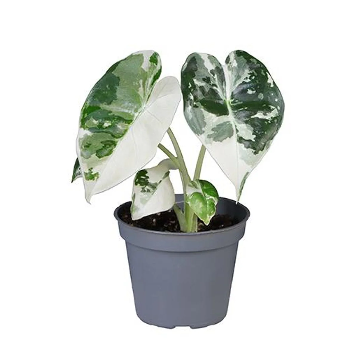 Planta Natural Alocasia Micholitziana 'frydek Variegata' 1 Ud Ø 6 Alt. 10