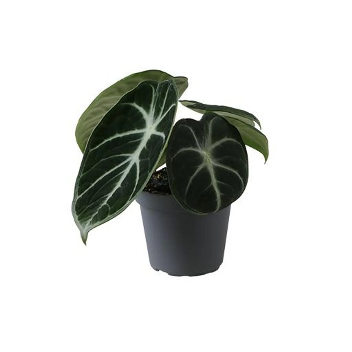 Planta Natural Alocasia Reginula 'ninja' 1 Ud Ø 6 Alt. 13