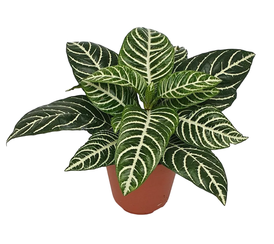 Planta Natural Aphelandra Squarrosa 'dania' 1 Ud Ø 12 Alt. 25 - 35