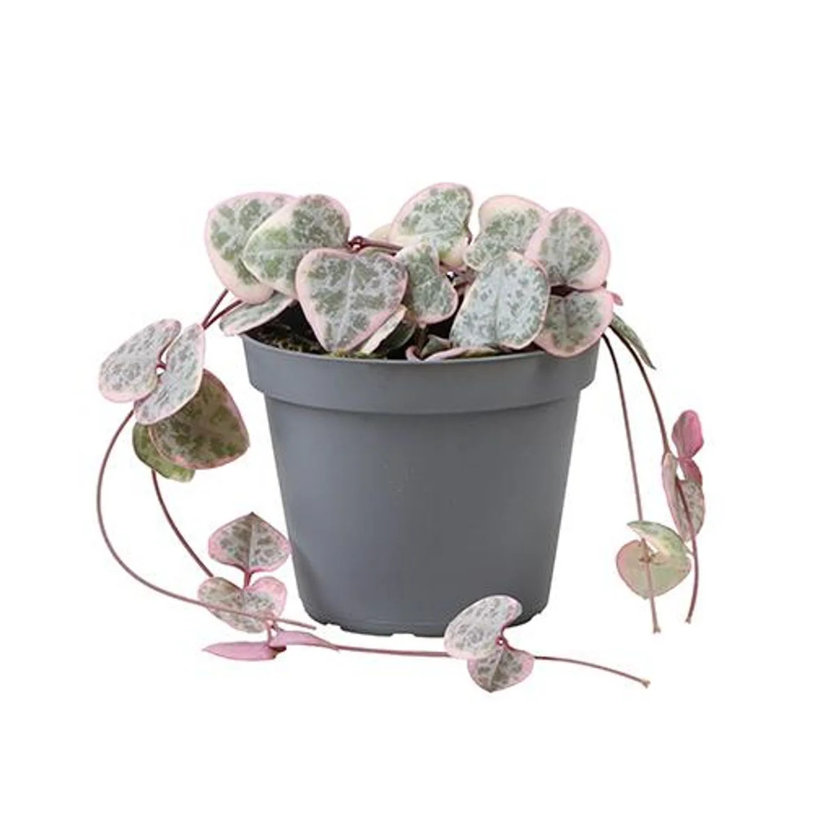 Planta Natural Ceropegia Woodii 'variegata' 1 Ud Ø 6 Alt. 10