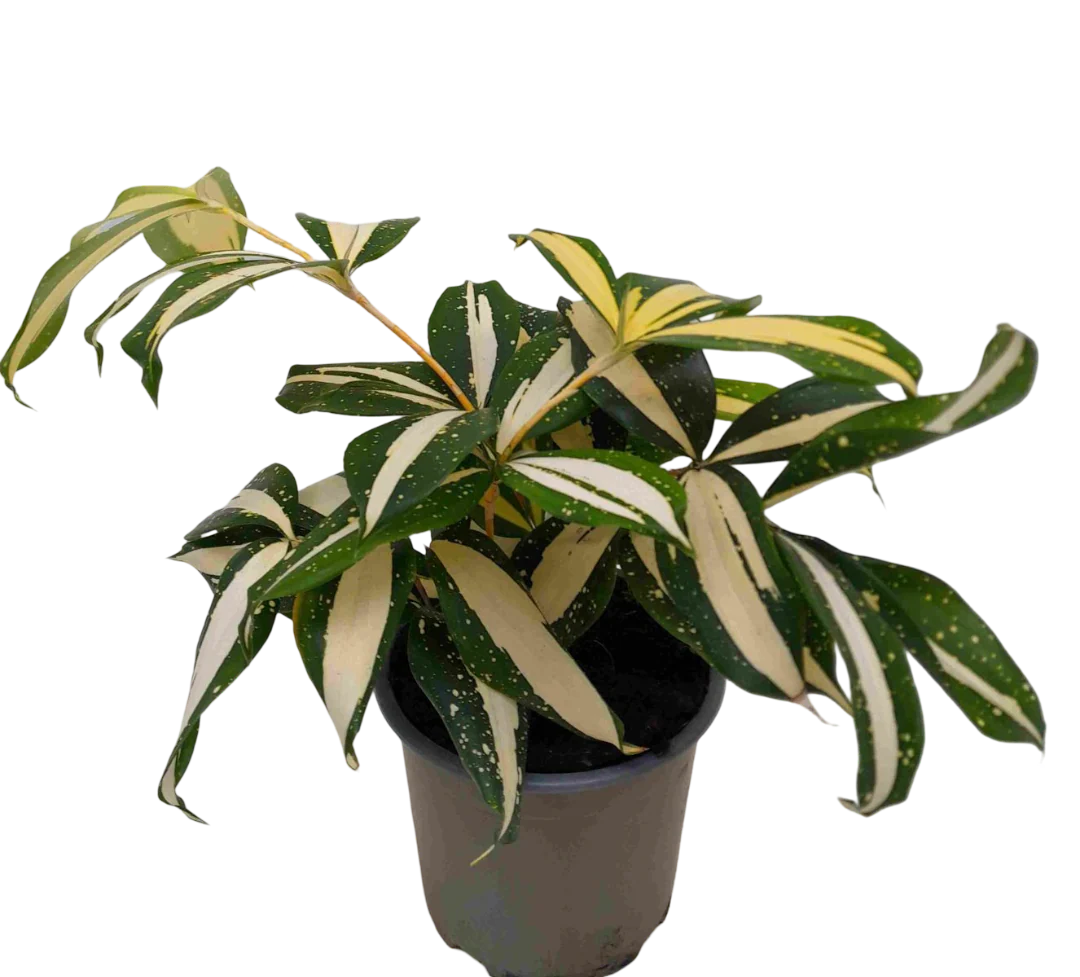 Planta Natural Dracaena Surculosa 'milky Way' 1 Ud Ø 12 Alt. 25