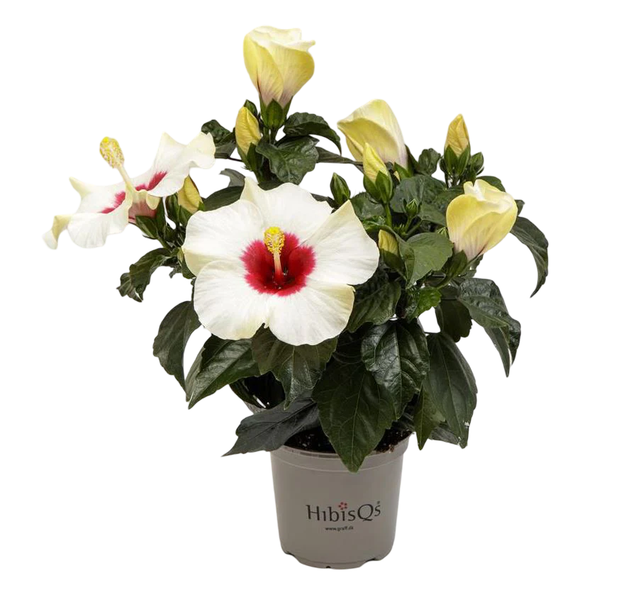Planta Natural Hibiscus Rosa-sinensis 'adonicus White'ø 13 Alt. 27 - 37