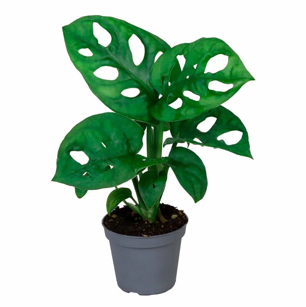 Planta Natural Monstera Adansonii 1 Ud Ø 6 Alt. 10