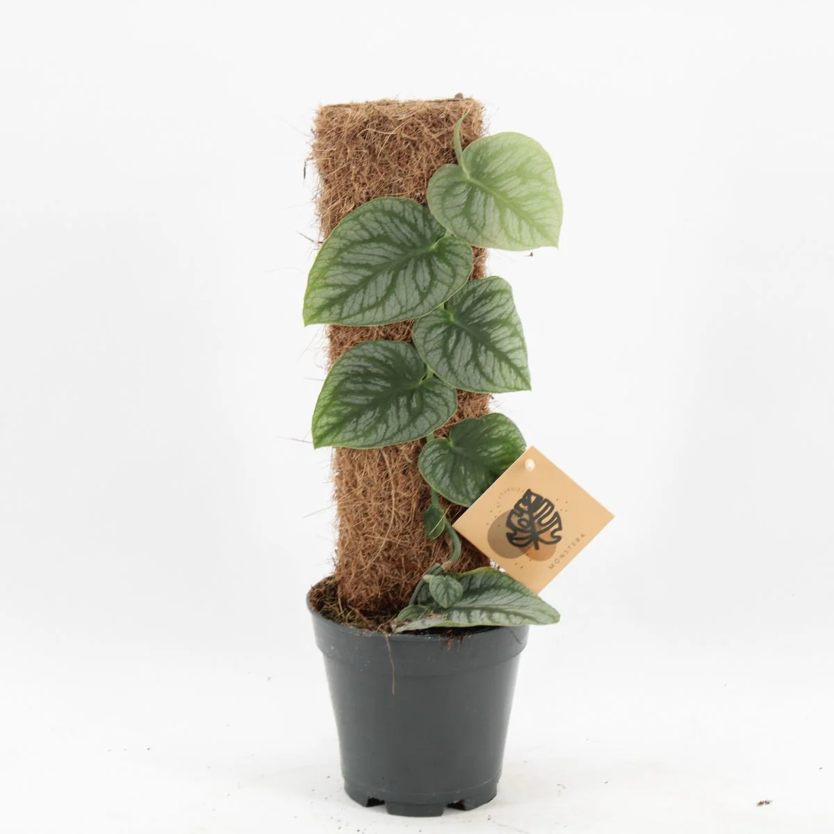 Planta Natural Monstera Dubia 1 Ud Ø 14 Alt. 41 - 51