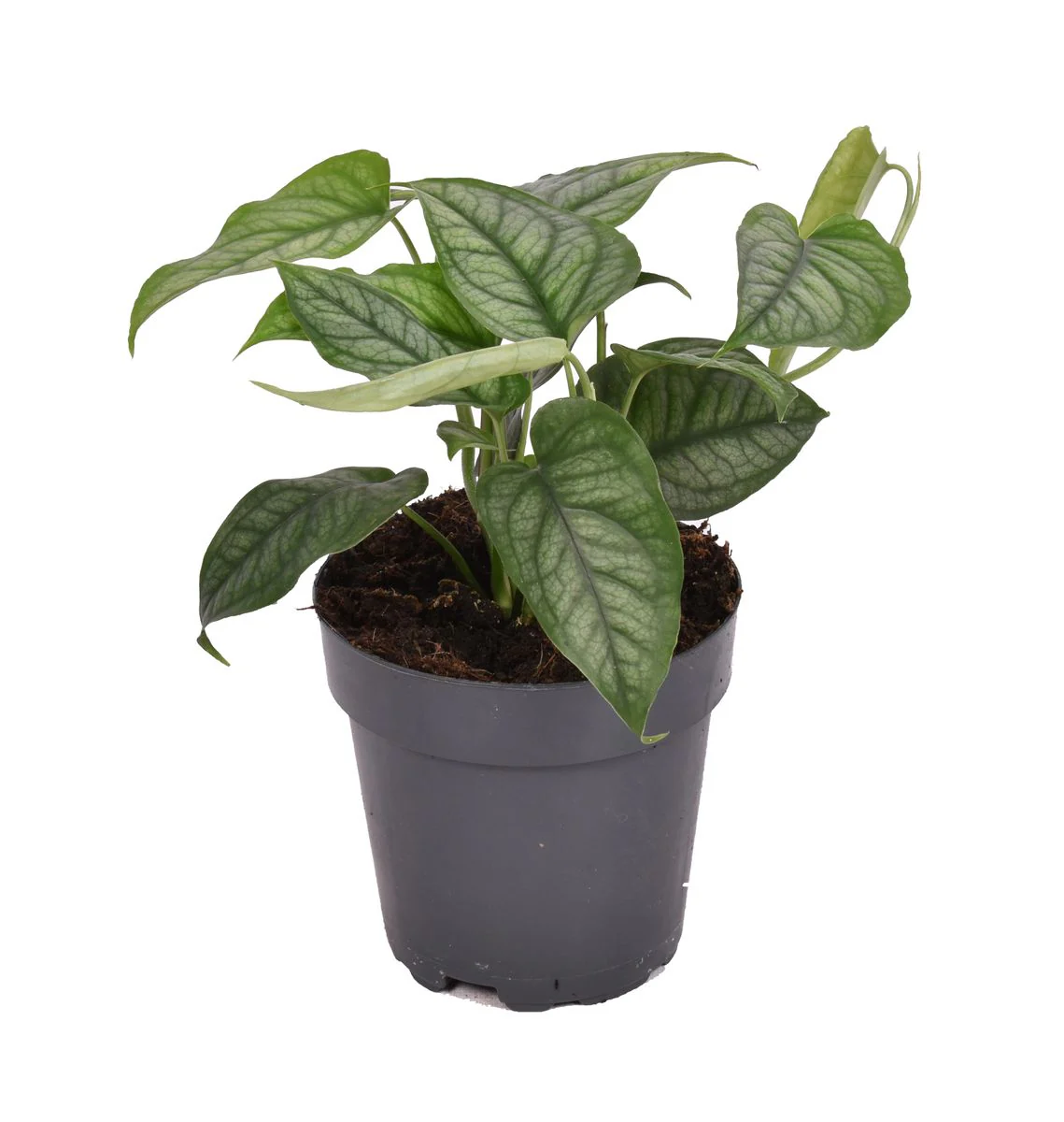 Planta Natural Monstera Siltepecana 1 Ud Ø 6 Alt. 15