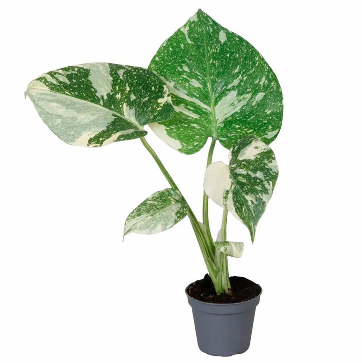 Planta Natural Monstera 'thai Constellation' 1 Ud Ø 6 Alt. 15