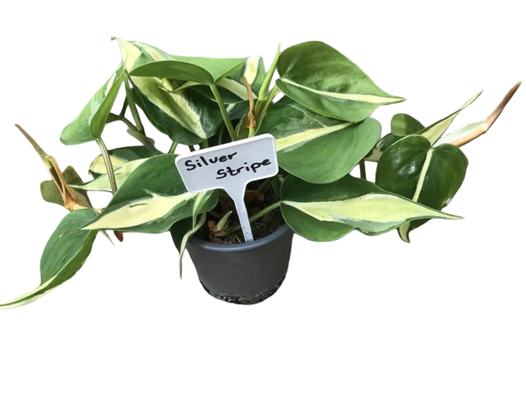 Planta Natural Philodendron 'silver Stripe' 1 Ud Ø 12 Alt. 20