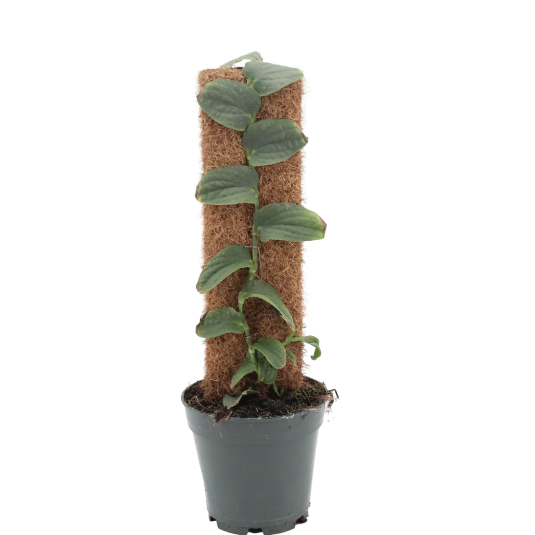 Planta Natural Rhaphidophora Tenuis 1 Ud Ø 14 Alt. 45 - 55