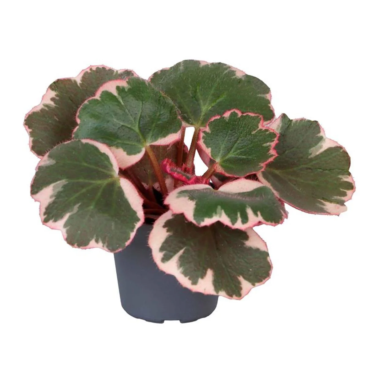 Planta Natural Saxifraga Stolonifera 'tricolor' 1 Ud Ø 6 Alt. 12