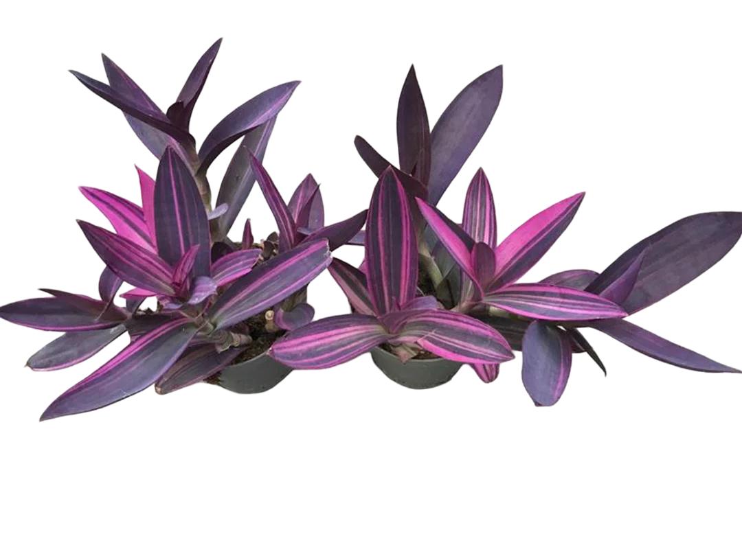Planta Natural Tradescantia Pallida 'pink Stripe' 1 Ud Ø 12 Alt. 25 - 35