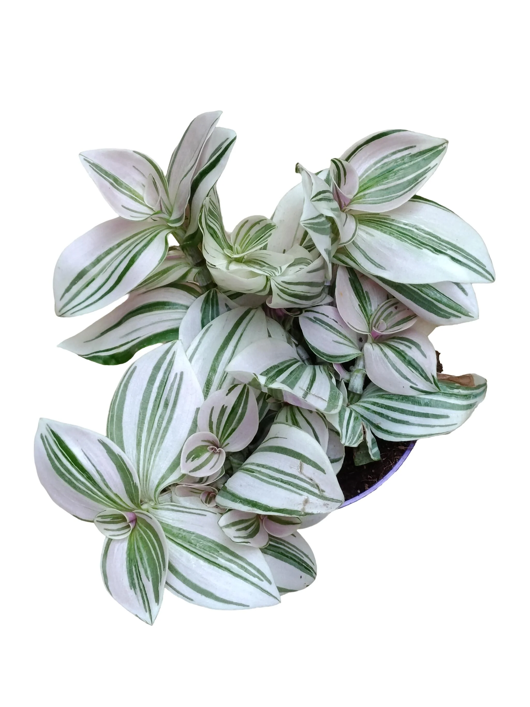 Planta Natural Tradescantia 'unicorn' 1 Ud Ø 7 Alt. 5