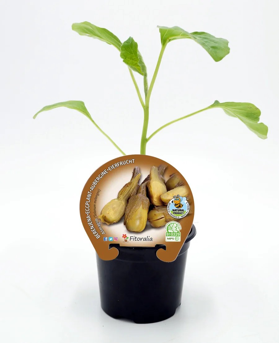 Plantón berenjena almagro en maceta 10,5 cm. natural - Fitoralia