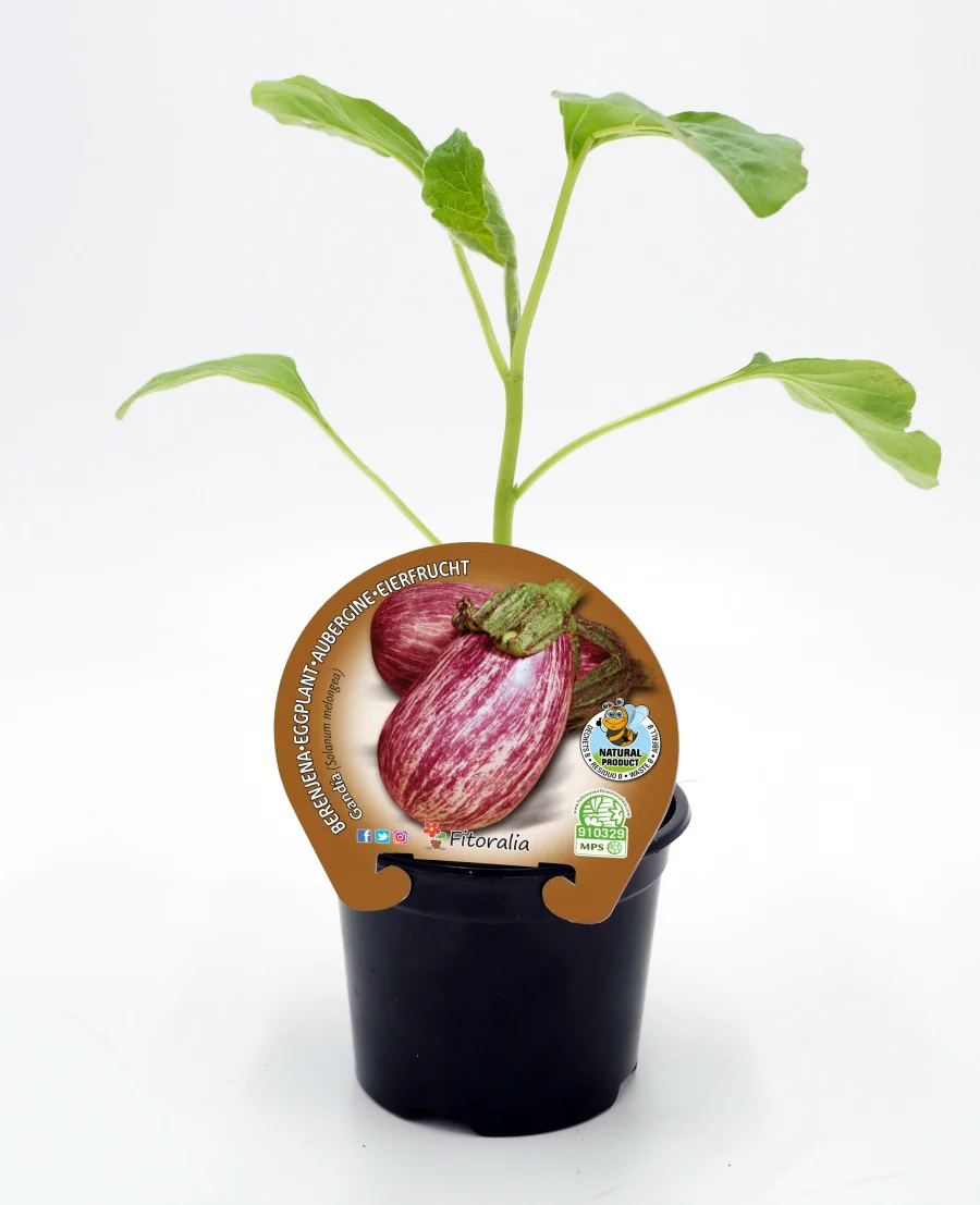 Plantón Berenjena Gandía En Maceta 10,5 Cm. Natural - Fitoralia