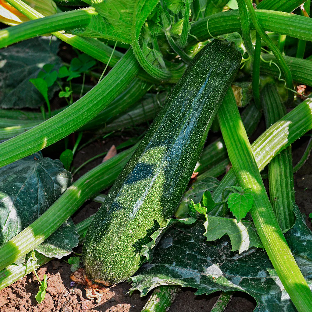 Plantón Calabacín Largo Verde 2 Unidades - Plantabo - Image 2