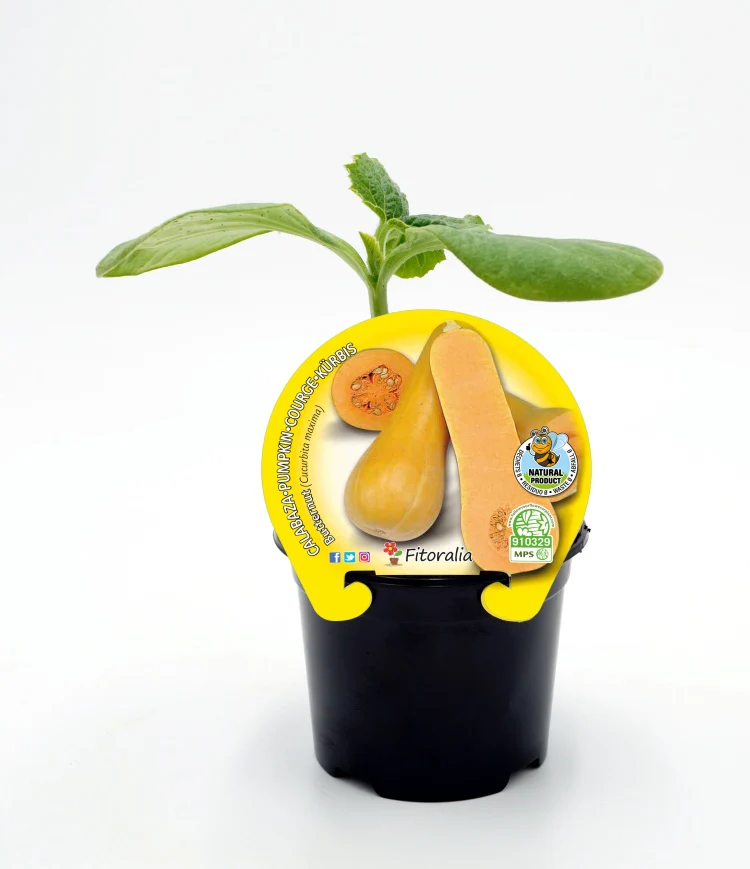Plantón calabaza Butternut en maceta 10,5 cm. natural - Fitoralia