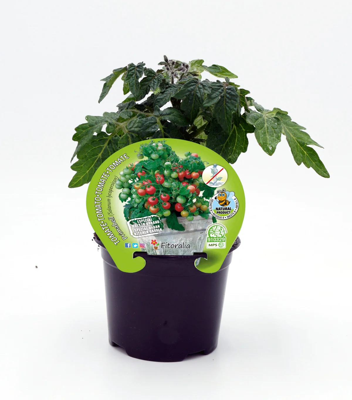 Plantón De Tomate Primabelle Natural En Maceta De 10,5 Cm. - Fitoralia