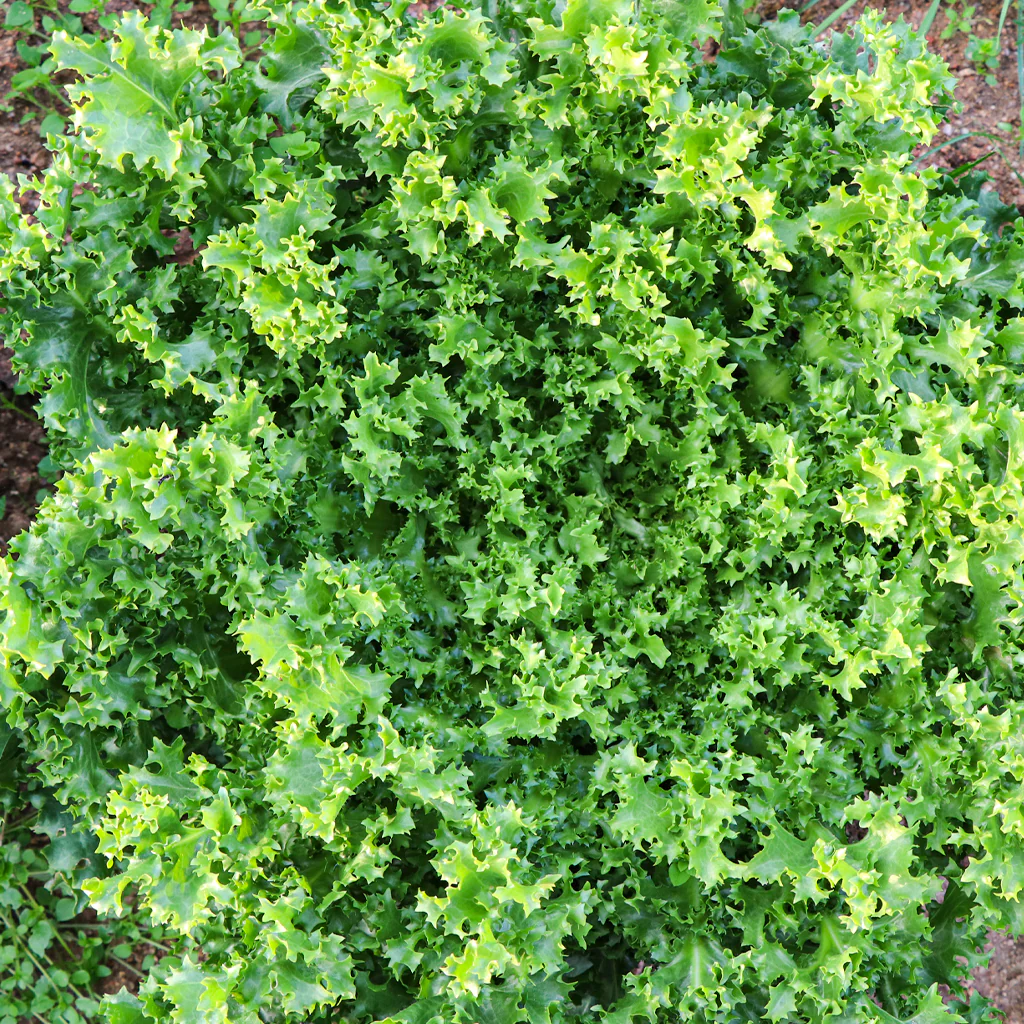 Plantón Escarola Rizada - PlantaBo - Image 2